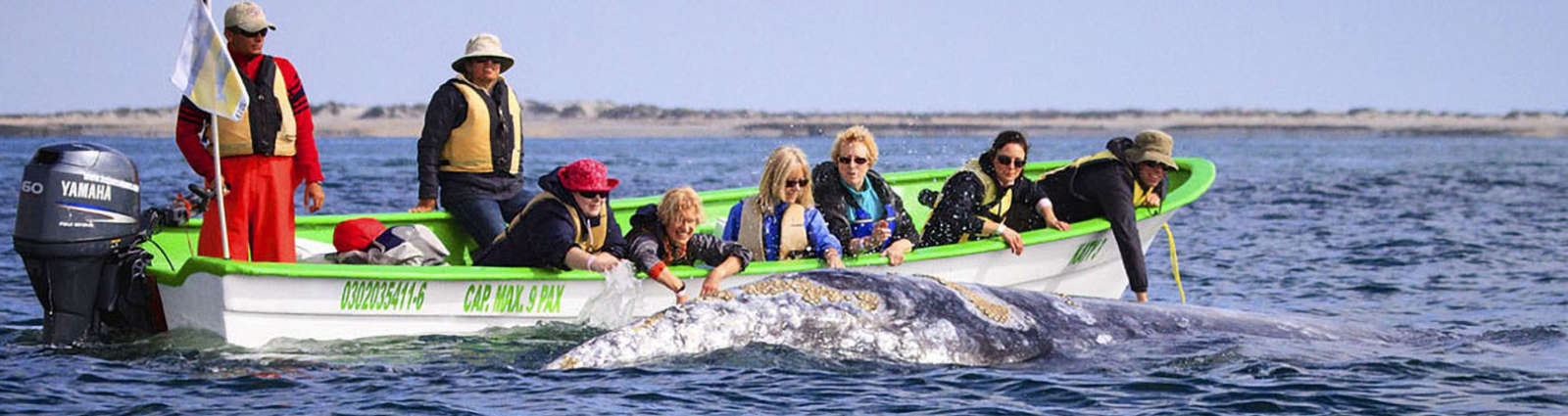 San Ignacio Lagoon Gray Whales